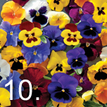 No 10 easy to grow - Pansy