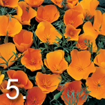 No 5 easy to grow - Eschscholzia (Californian Poppy)