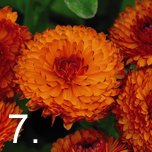 No 7 easy to grow - Marigolds