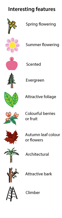 native versus non-native - interesting features - Scented, evergreen, attractive foliage, colourful berries and fruit, autumn leaf colour