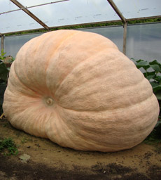 Before you begin growing giant pumpkins its wise to think about how much space you have to spare!