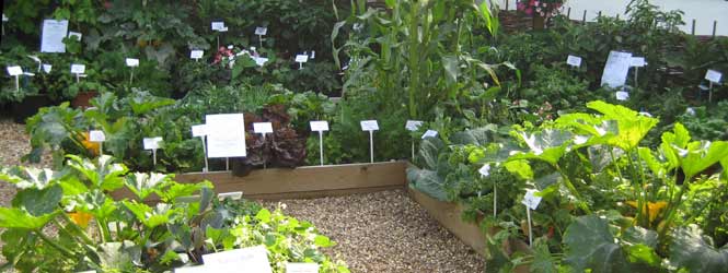 How to Grow Plants in Raised Beds | Thompson & Morgan