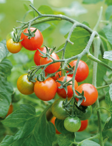 Click here to view our full range of tomato seeds