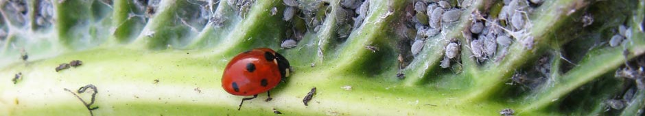 natural pest control for wildlife gardens