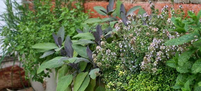 flowering herbs for wildlife