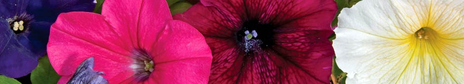 F2 and Open Pollinated Varieties - Petunia Summer Sensation