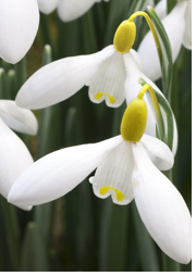 Thompson & Morgan Buy the World's Most Expensive Snowdrop Bulb
