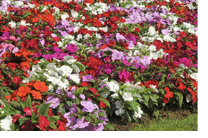 New Guinea Impatiens 'Divine' - free from busy lizzie downy mildew