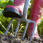 What to do in the garden this month