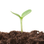 What to sow and grow this month