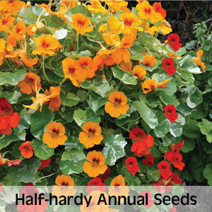 View half-hardy annual seeds