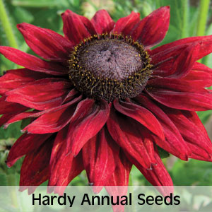 View hardy annual seeds