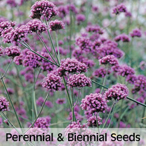 View perennial & biennial seeds