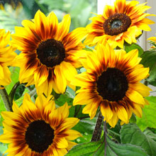View sunflower seeds