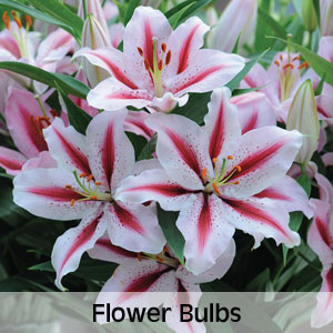 Flower Bulbs