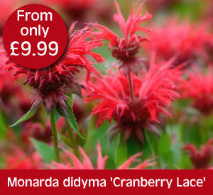 Monarda Cranberry Lace