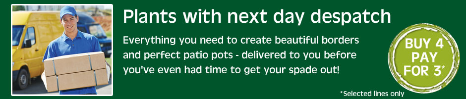Plants with next day despatch - plus receive 4 for the price of 3 on selected varieties