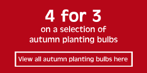 4 for 3 on selected autumn planting bulbs