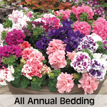 All Annual Bedding Plant Varieties