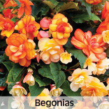 Bedding Plants Begonias
