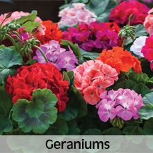 Bedding Plants Geraniums