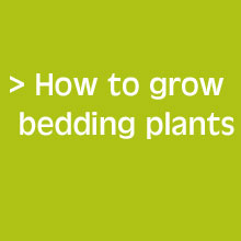 Handy Tips - How To Grow Bedding Plants