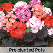 Bedding Plants Pre-planted Hanging Baskets and Containers