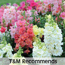 Thompson & Morgan's Recommended Bedding Plants
