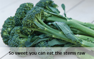 broccoli sibsey