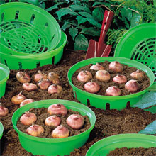Bulb Planting Baskets