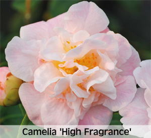 Camellia 'High Fragrance'