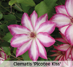 Clematis 'Picotee Kiss'