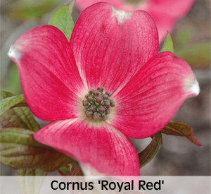 Cornus 'Royal Red'