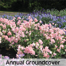 Cottage Garden Annual Ground Cover Plants