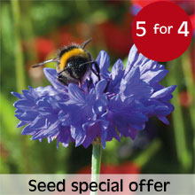 Special Offer - 5 packets for the price of 4 on all seeds