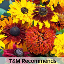 Thompson & Morgan Recommends Classic Cottage Garden Varieties