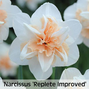 Narcissus 'Replete Improved'