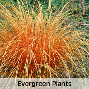 Evergreen Plants