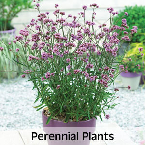 Perennial Plants
