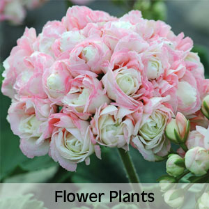 Up to 50% OFF Flower Plants