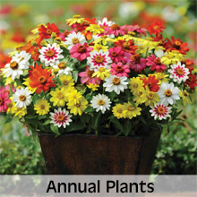 All Annual Plant Varieties