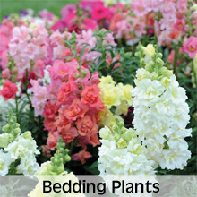 Choose from our extensive range of Bedding Plants