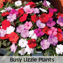 Busy Lizzie Plants