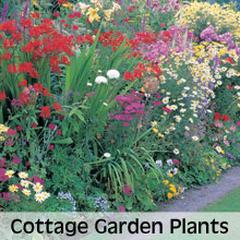 Choose from our extensive range of Cottage Garden Plants