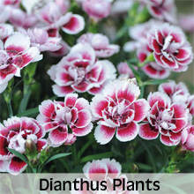 Choose from our extensive range of Dianthus Plants