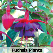 Choose from our extensive range of Fuchsia Plants
