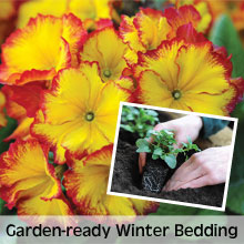 Choose from our extensive range of Garden-ready Bedding Plants