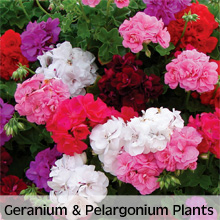 Choose from our extensive range of Geranium and Pelargonium Plants