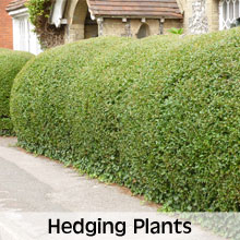 Choose from our extensive range of Hedging Plants