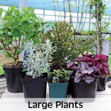 Choose from our extensive range of Large Plants